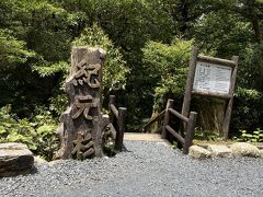 紀元杉は道路のすぐ脇にあって、一般の観光客が見学しやすい屋久杉です。

ここで標高は約１２００メートルです。
