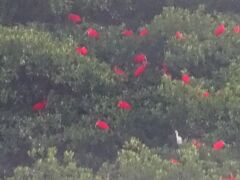 続々と木々に止まるスカーレット・アイビス（白サギも居ます。）