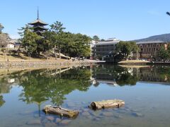 写真は猿沢池からの眺めで、興福寺五重塔や周囲周辺の建物が水面に映る風景はとても美しいですね。