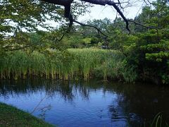 ●実籾本郷公園＠大原神社界隈

この水辺では、周囲にカメラを構えた人たちが数名。
鳥の観察をしているようでした。
