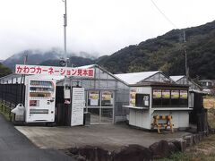 近くのカーネーション見本園に