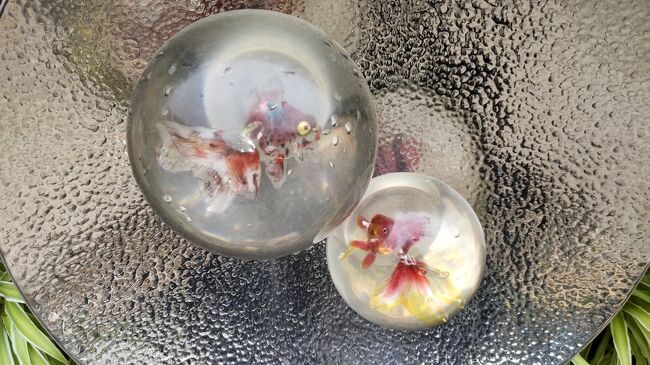 暗くなると照らされるライトの中にはなぜか金魚。では退散。