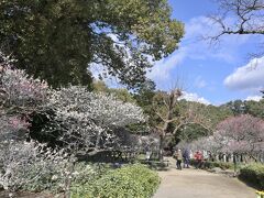 　　　　　　目的は今日から始まる天満宮の梅まつり♪
