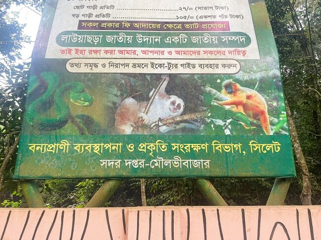 ラウワチョラ国立公園は野生動物の保護区となっています。<br />えっ、蛇までいるの～？<br /><br />入園料は外国人料金で500タカ(700円ほど）<br />ツアー料金に込みのためRazbeさんが支払ってくれました。