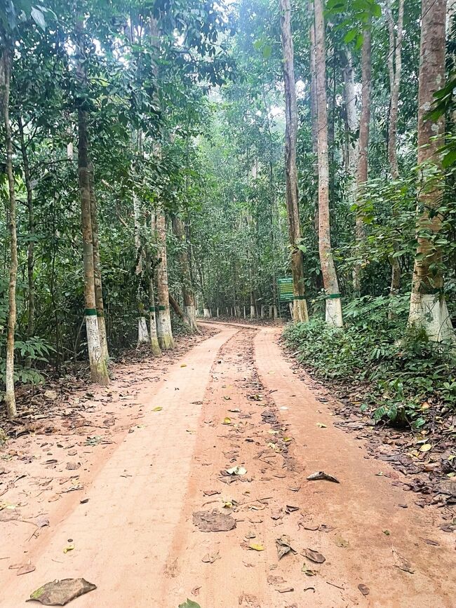 平坦な道が続きます。鳥のさえずりがすがすがしい。<br />園内には多数の鳥類が生息しているそうです。