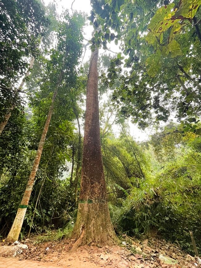 バングラデシュ、インド北東部、ミャンマーに数百頭しか<br />生息していないフーロック・テナガザルもいるとかで、<br />上ばかり見上げて歩いています。