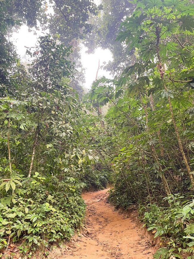 熱帯雨林のジャングルが続きます。<br />昔タイのジャングルでヒルにかまれ血だらけになったことから、<br />長ズボン、長そでと肌の露出は一切なしで臨みました。