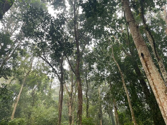 ところがサル一匹とも遭遇しません。何故？