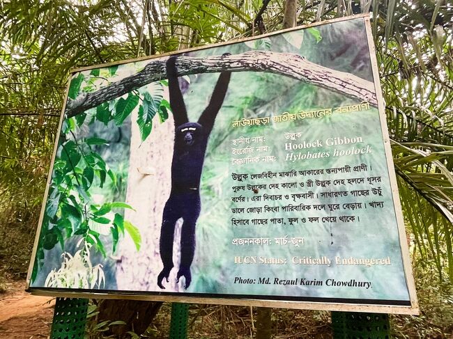 こちらがフーロック・テナガザル。<br />どこに隠れているのか？