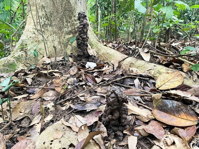 動物のフン？フンコロガシのしわざ？