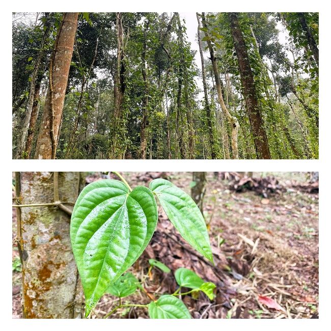 結局動物とは一匹も遭遇せず、<br />国立公園内の少数民族カシアの村へやって来ました。<br /><br />南アジアでは「パーン」と呼ばれる噛み煙草の一種で、<br />ビンロウなどを包むパーンの葉っぱが栽培されています。<br />カシア族の現金収入になるそうです。