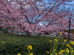 15年ぶりの河津駅。
河津桜まつり