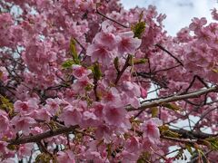 駅周辺はまだそんなに咲いてないのでかなり歩いて原木へ。