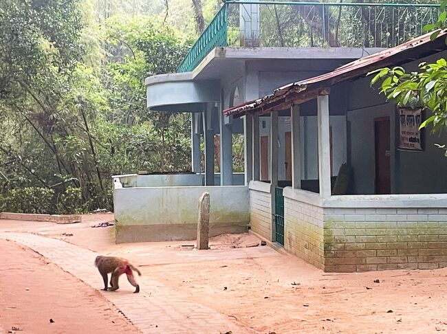 動物との遭遇を諦めかけていた時、<br />お猿さんが目の前に現れました。