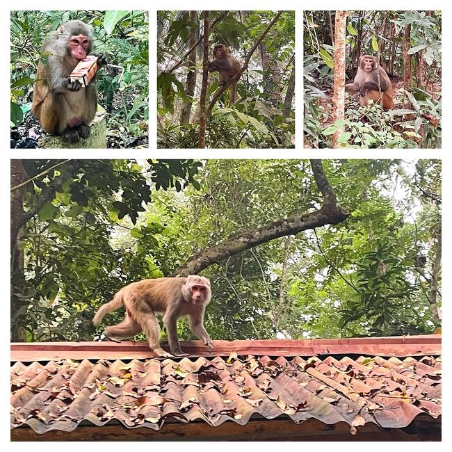 10匹ぐらいが一つの群れとなって生活しているようです。<br />ニホンザルとよく似ています。<br />右上がボス猿だと思います。メチャクチャ威嚇されました。