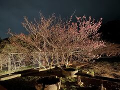 やえせ桜まつり