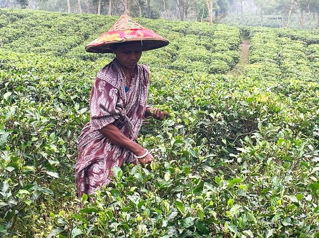 茶畑に囲まれたマダブプル湖へやって来たようです。<br />茶畑で働く女性達の賃金は最低賃金の一日175タカ(240円ほど）<br />女性はRazbeさんに不満を訴えておられました。
