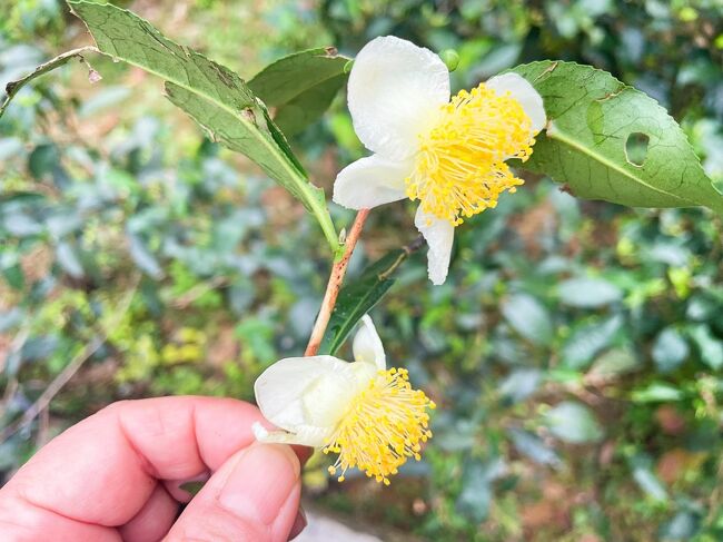 お茶の花を摘んでくださり、20タカ(27円ほど)を渡しました。<br />これで彼女たちの生活が潤うとは思いませんが、<br />生活の足しにしてほしいと思いました。