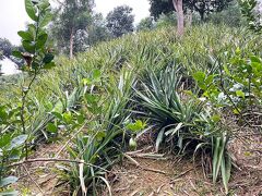 パイナップル畑