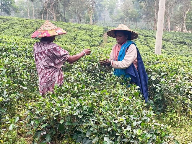 茶畑で働く人々はインドのビハール州などの貧しい地域から<br />半ば騙されてバングラへ移住してきたヒンドゥー教徒です。<br /><br />昔、日本人がブラジルへ移住した時と同じような背景ですね。