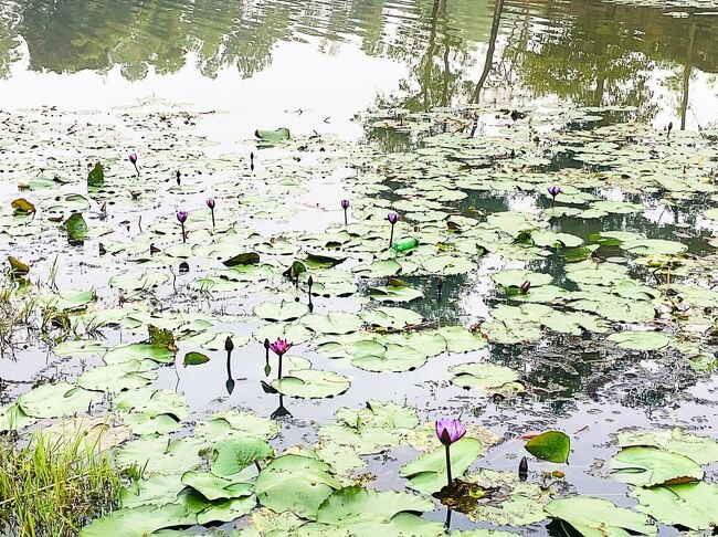 マダブプル湖でも睡蓮が咲いています。