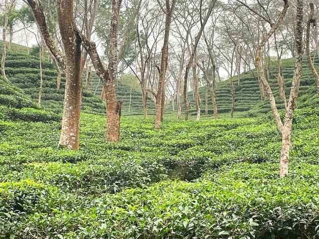 マダブプル湖からはRazbeさんと茶畑の中を歩きます。