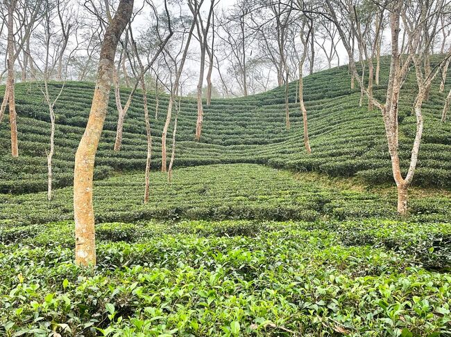 この日もヒンドゥー教のイベントのため、<br />働いている人の姿はほとんどありませんでした。