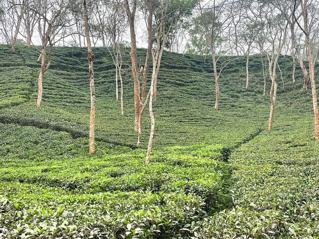 今までインドやスリランカの紅茶は知っていましたが、<br />バングラデシュにもこれほど大規模な生産地があるとは、<br />来て初めて知りました。旅行ってやっぱり勉強になる！