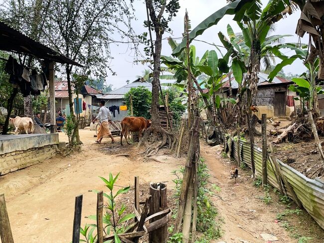 パイナップル畑でドライバーさんと合流して、<br />やって来たのはトリプラ族の村。