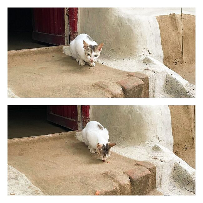 猫ちゃんの気配を感じたこの村。<br />本日は村巡りという事でもしかして猫ちゃんと遭遇できる？<br />っと思い、鞄に忍ばせていたシーバのカリカリ。<br /><br />この子にあげることに。凄い食いつき！<br />多分この子にとったら初めてのキャットフードだと思います。