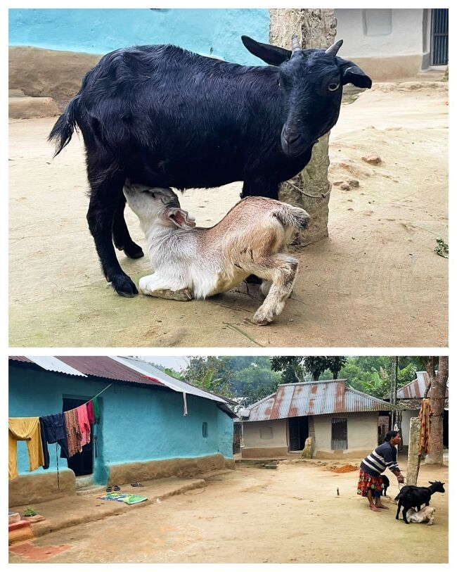 子ヤギがお乳吸ってる姿が可愛過ぎ。