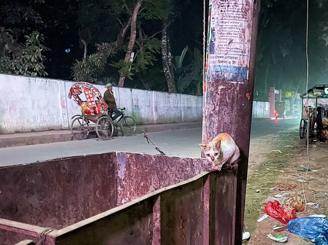 その後、ゲストハウス迄送っていただき、お二人とはお別れ。<br />ゲストハウス前のゴミ置き場では痩せた猫ちゃん、<br />牛や犬に負けずに頑張って生き残ってね～。<br /><br />この日も休肝日で旅行4日目終了。