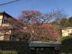 《北鎌倉駅》

梅の花が綺麗です

ここから横須賀線で大船駅に行って、大船駅から東海道線に乗ればいいのに
わざわざ反対方面の《鎌倉駅》に戻り