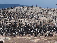 ペンギンのように見えるがこちらはウミウ