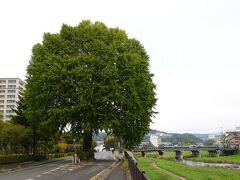 中津川は北上川の支流のひとつです。市街中心部を流れているにもかかわらず、のどかな雰囲気で癒されました。川沿いの道からは水面はほとんど見えず、色濃い緑が印象的でした。また、歩道の一画には有名なイチョウの大木があるなど、散策が楽しかったです。