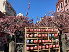 あたみ桜糸川桜まつり