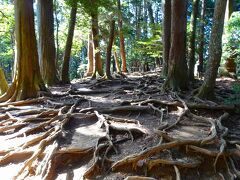 ここが木の根道(きのねみち)で、すぐ下り坂が始まります。