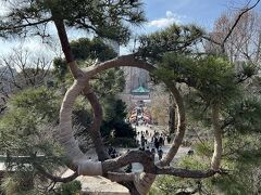 清水観音堂の舞台の前に松の木あり。枝が曲がって輪の形になっている「月の松」
浮世絵師、歌川広重がの『名所江戸百景』の「上野清水堂不忍ノ池」そして「上野山内月のまつ」の2枚に描かれているそうです。