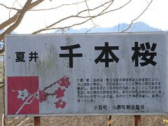 夏井の千本桜