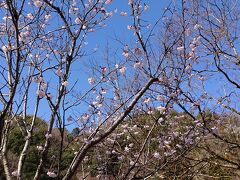 桜

早咲きかな？
四季咲きっぽくもないが