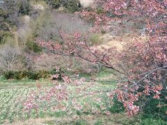 　水仙ロードにて早咲き桜と