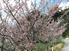 　抱湖園の早咲き桜（元朝桜）