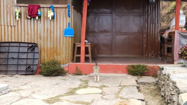 ご主人が出かけてニャーニャー鳴いていた。地元の方は獣道みたいな所を降りていきました。