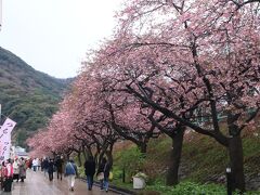 河津桜の桜並木

河津桜まつりでこの先色々な出店が出ていて
観光客も多いです。春節だからなのか中華圏の方がとても多かったですね