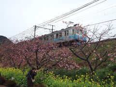 河津桜
