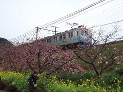 河津桜