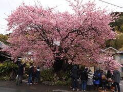 河津桜原木、ここも人が多い！

１時間ほどゆっくり歩きまわり

