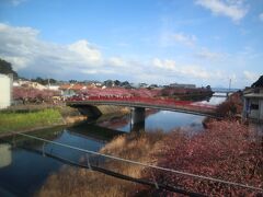 河津桜