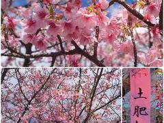 土肥桜もキレイ。松原公園の土肥桜は満開ではなかったけど少し楽しめた。