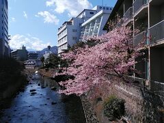駅から8分くらい歩くと松川遊歩道です、見頃の河津桜が美しいですね